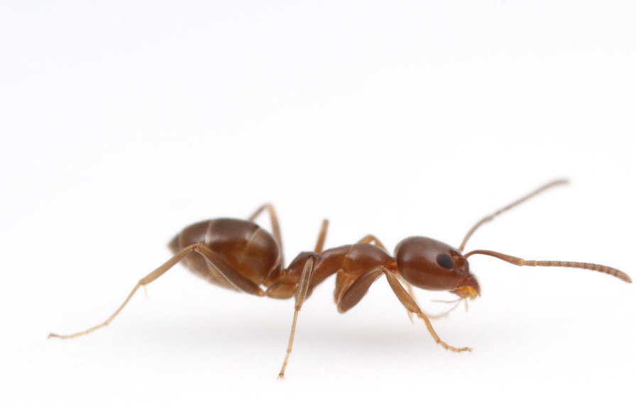 Ant Pest Control Melbourne | Ant Exterminator & Removal