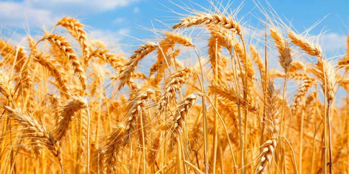 Navigating the Growth: Global Wheat Market Forecast 2024-2032