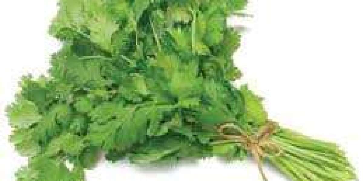 Unveiling the Marvels of Coriander Leaves