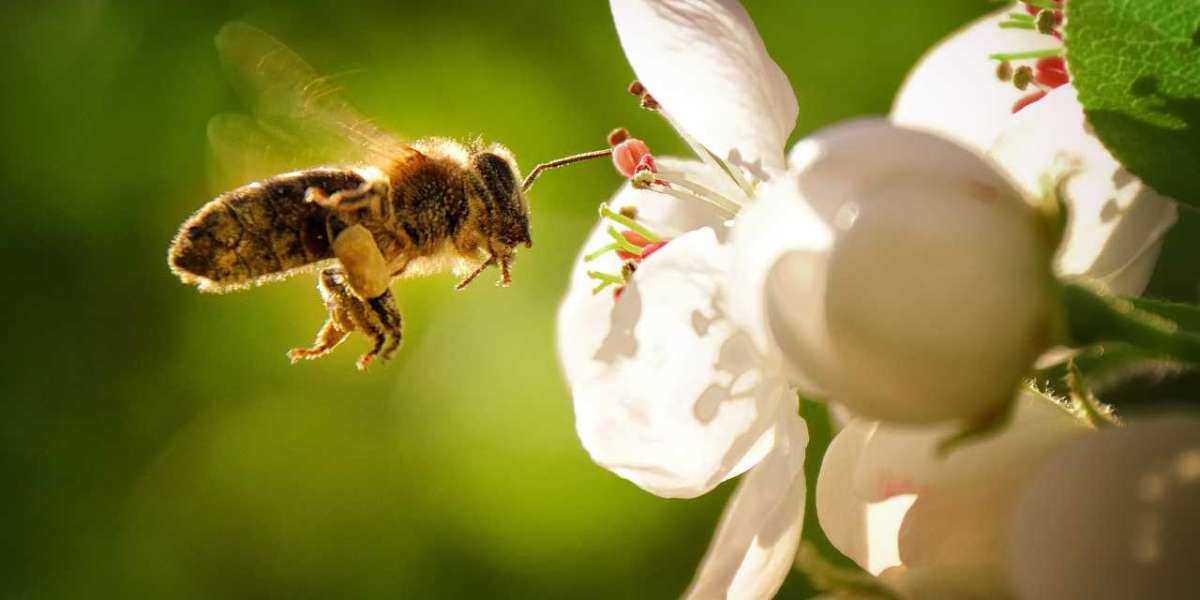 The Marvelous Western Honey Bee: Nature's Tiny Architects