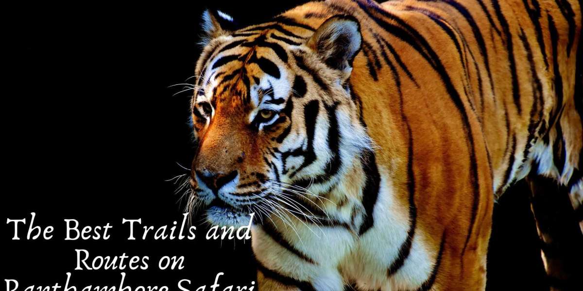 The Best Trails and Routes on Ranthambore Safari