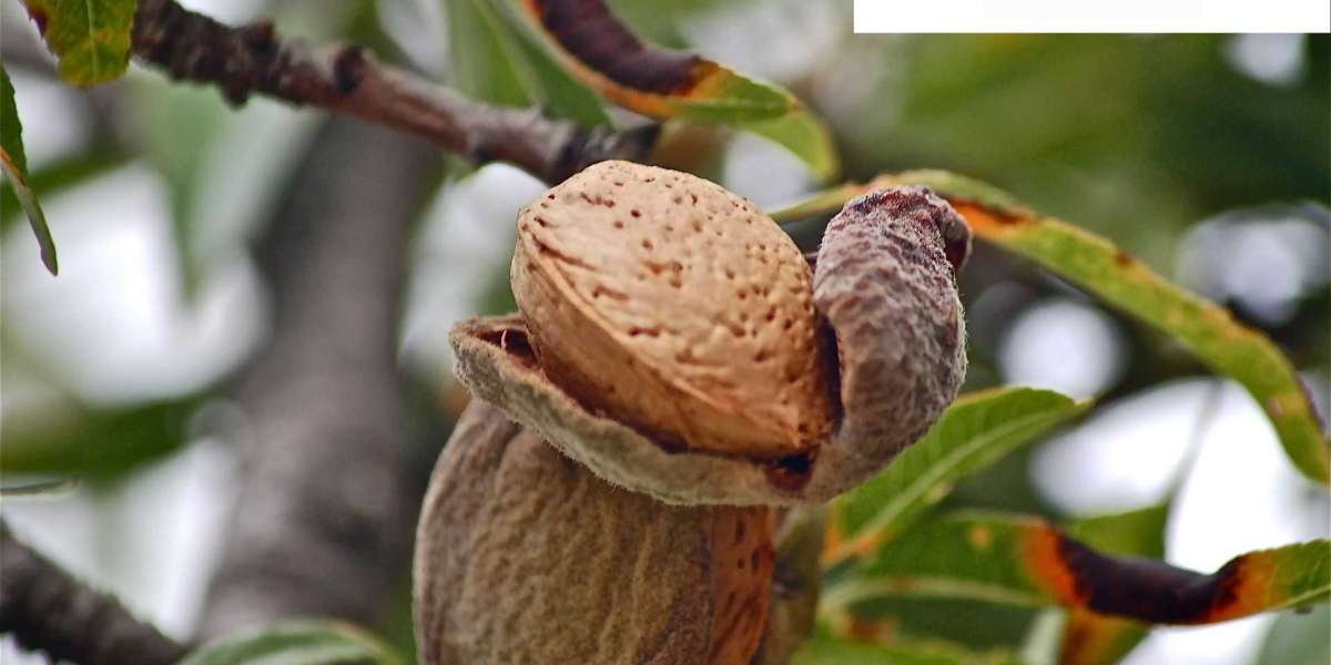 Almond Plant - GardenGram