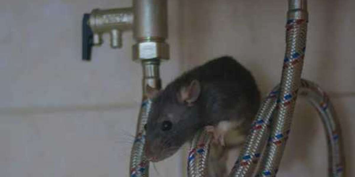 Mice Removal Services: Safe and Efficient Rodent Control