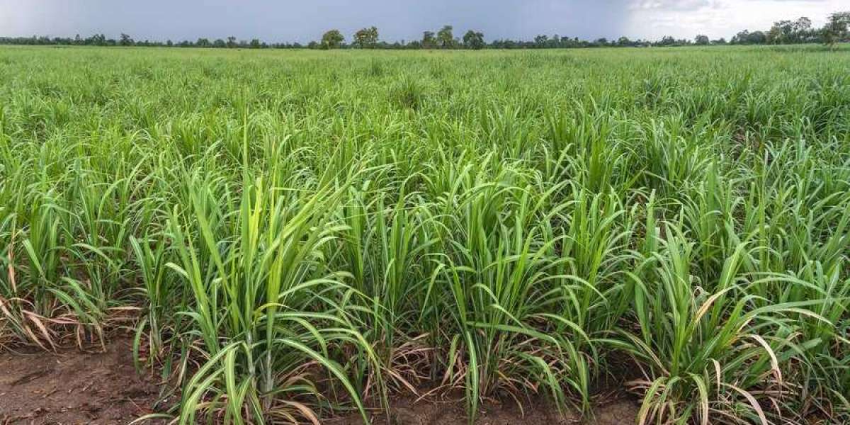 How Technology Can Empower Sugarcane Farmers