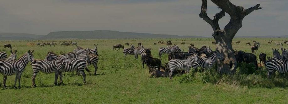 Professional Safari Africa Cover Image